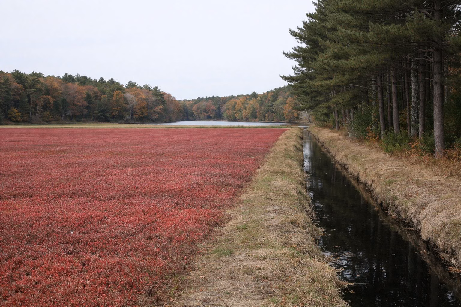 A flat cranberry bog with deep red autumn vines beside a ditch, bordered by white pines