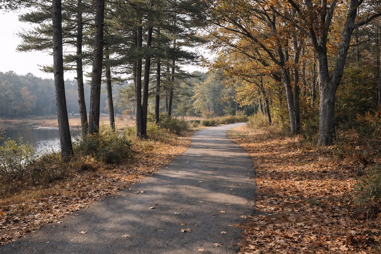 A paved park road through oak and pine woods with dappled autumn light