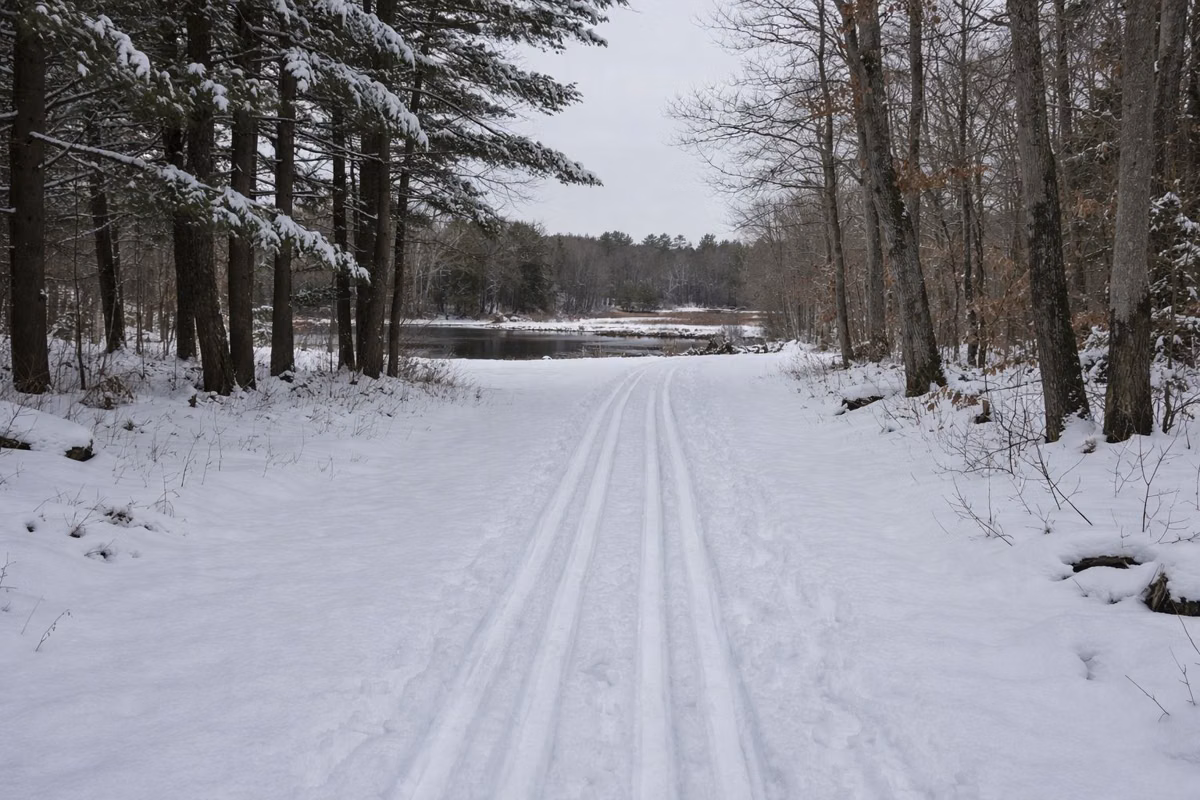 Cross-country ski tracks in fresh snow on a flat trail through white pines