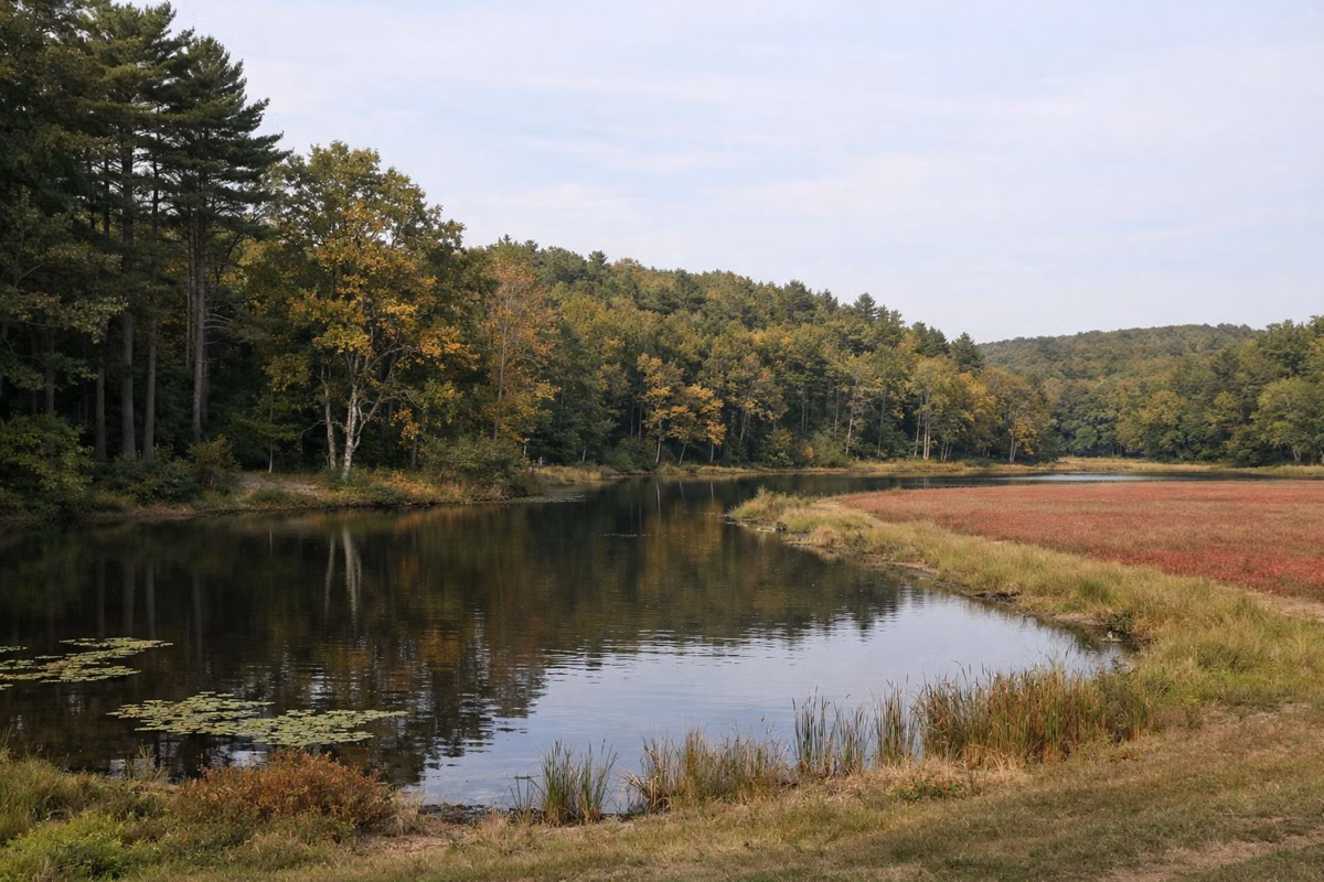 A calm pond edged with reeds below rolling oak and pine woods