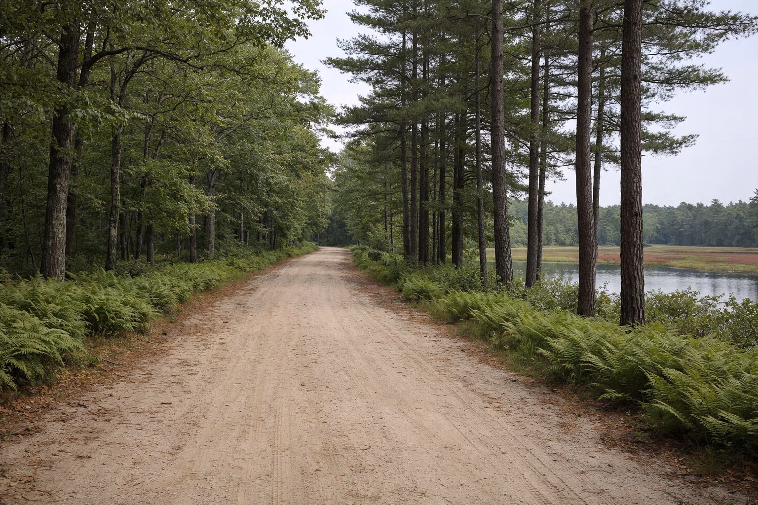 A wide sandy forest road through oak and pine woods with ferns